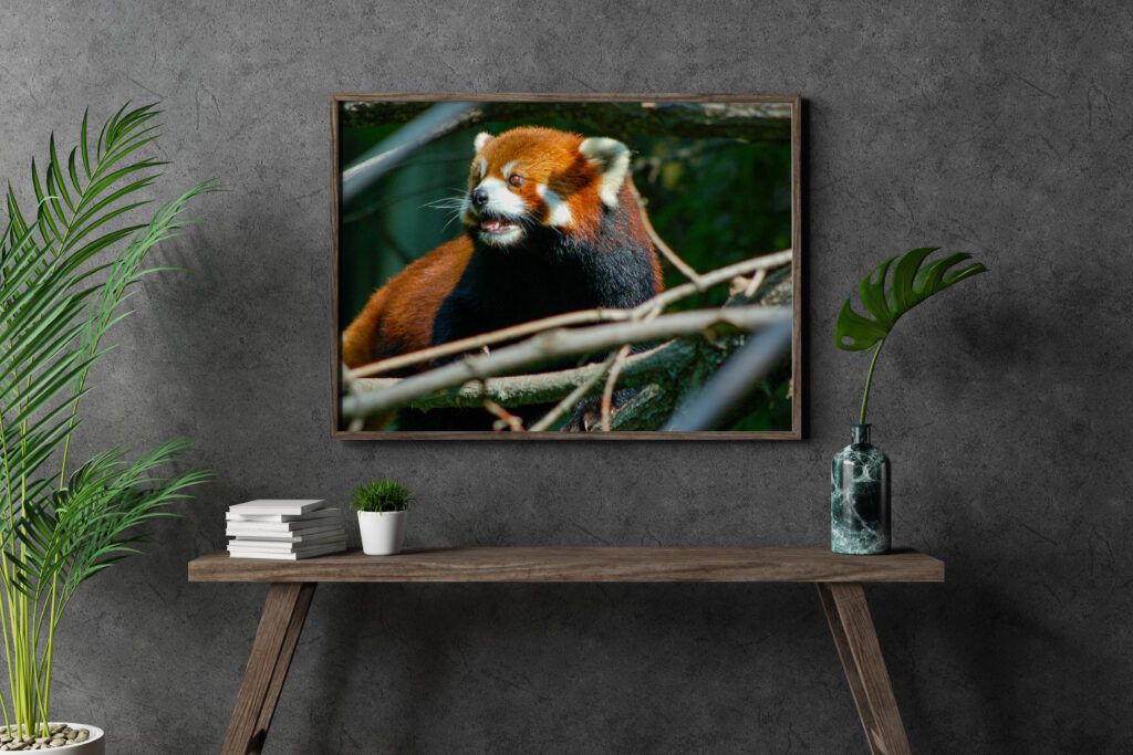 Red Panda Left